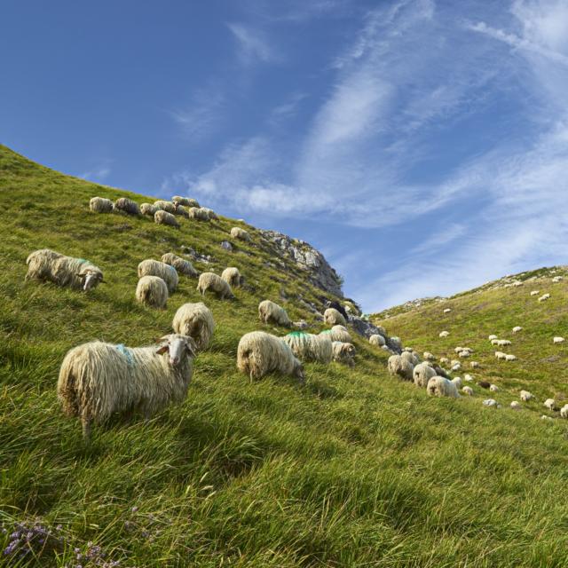 Focus sur le pastoralisme