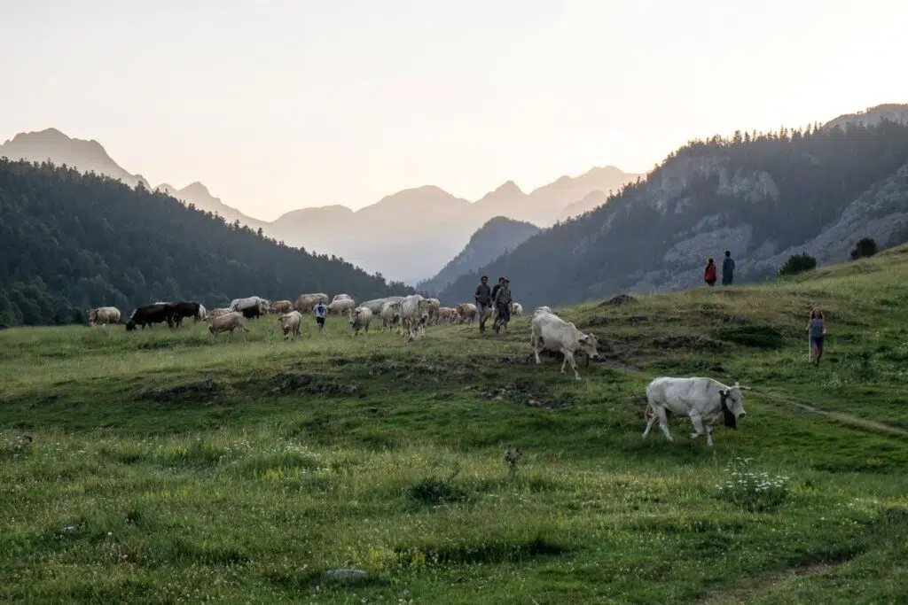 Le pastoralisme en Haut-Béarn